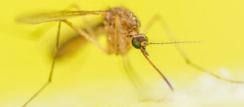 Mosquitoes Can Detect Carbon Dioxide From 25 meters Away