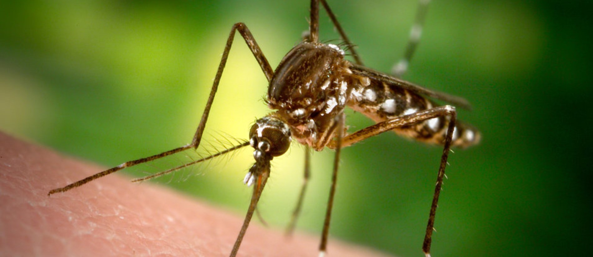 Some facts about dengue