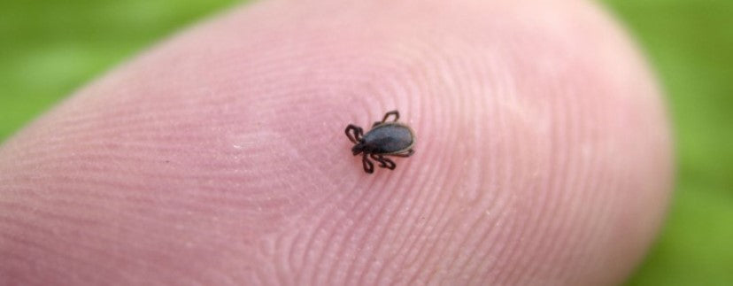 What is Lyme disease?